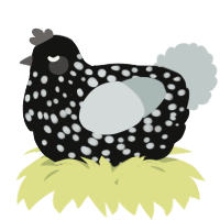A black and silver chicken with a speckle pattern