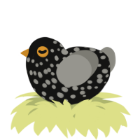 A black and ash chicken with a speckle pattern