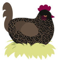 black coffee, a black and bark chicken with a double-lace pattern
