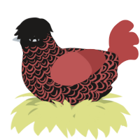 A sable and red chicken with a double-lace pattern
