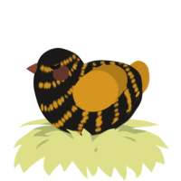 A sable and ochre chicken with a bar pattern