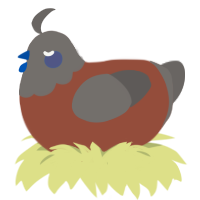 Stormy autumn, a russet and grey chicken with a head pattern