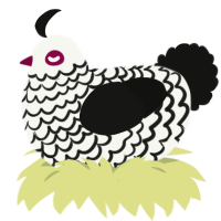 Runway queen, a white and black chicken with a lace pattern