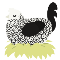 Iron Gate, a white and sable chicken with a double-lace pattern