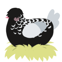 Buck, a sable and mist chicken with a half-lace pattern