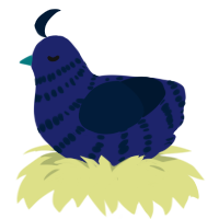 (unnamed), a navy and tumblr chicken with a bar pattern