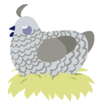 A mist and ash chicken with a lace pattern