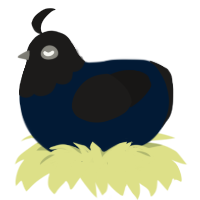 (unnamed), a tumblr and sable chicken with a head pattern