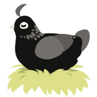 (unnamed), a black and grey chicken with a neck-speckle pattern