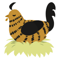 Caramel Crunch, a gold and sable chicken with a bar pattern