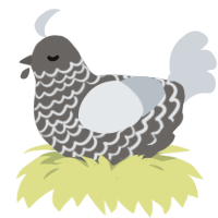 Halo, a grey and mist chicken with a lace pattern