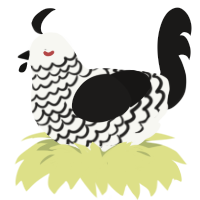 Nosferatu, a white and sable chicken with a lace pattern