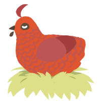 Magmy, a vermilion and red chicken with a lace pattern