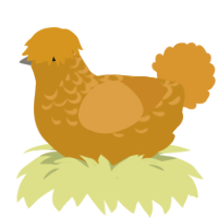 Queso, a ochre and orange chicken with a half-lace pattern