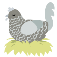 Custer, a ash and silver chicken with a lace pattern