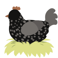 (unnamed), a black and grey chicken with a speckle pattern