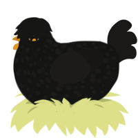 Blackbird, a black and sable chicken with a speckle pattern