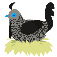 A ash and sable chicken with a double-lace pattern