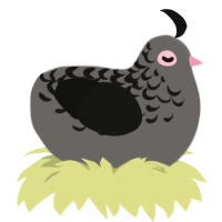 A grey and black chicken with a half-lace pattern