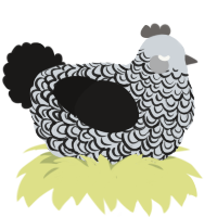 Marbled, a mist and sable chicken with a double-lace pattern
