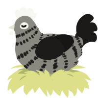 A ash and sable chicken with a bar pattern