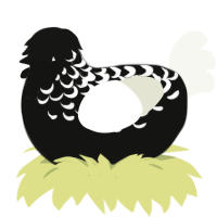Friend, a black and white chicken with a half-lace pattern