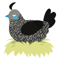 cloud cover, a ash and black chicken with a double-lace pattern