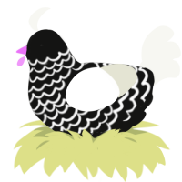 Almond Cookie, a black and white chicken with a lace pattern