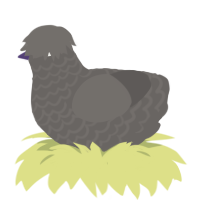Weird Rock, a grey chicken with a lace pattern