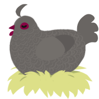 Lurker, a grey chicken with a double-lace pattern