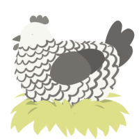 Stormcloud, a white and grey chicken with a lace pattern