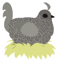 The fallen one, a grey and ash chicken with a double-lace pattern