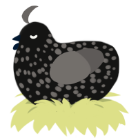 A black and grey chicken with a speckle pattern