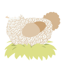 A white and beige chicken with a double-lace pattern
