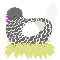 (unnamed), a grey and white chicken with a lace pattern