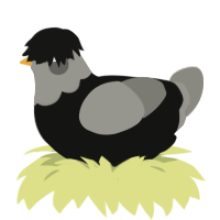 Pidge Avenue, a black and ash chicken with a head pattern