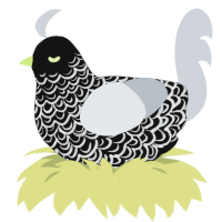 Xbox, a black and mist chicken with a double-lace pattern