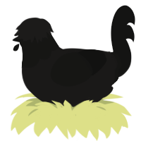 Corvid, a sable and black chicken with a head pattern
