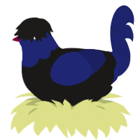 emo boyband, a sable and navy chicken with a head pattern