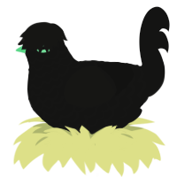 Constellations, a black chicken with a lace pattern
