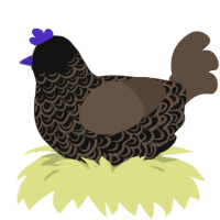 죽은 신, a black and bark chicken with a double-lace pattern