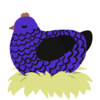 Dusk, a indigo and black chicken with a lace pattern