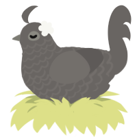 grant, a grey chicken with a lace pattern
