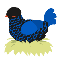 (unnamed), a sable and ultramarine chicken with a lace pattern