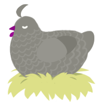 Clinker, a ash chicken with a lace pattern