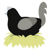 A black and ash chicken