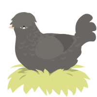 Interlude Shadow, a grey chicken with a half-lace pattern