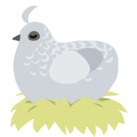 Ghost Bird, a mist chicken with a half-lace pattern