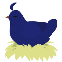 Clone, a navy chicken with a half-lace pattern