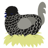 (unnamed), a sable and ash chicken with a lace pattern